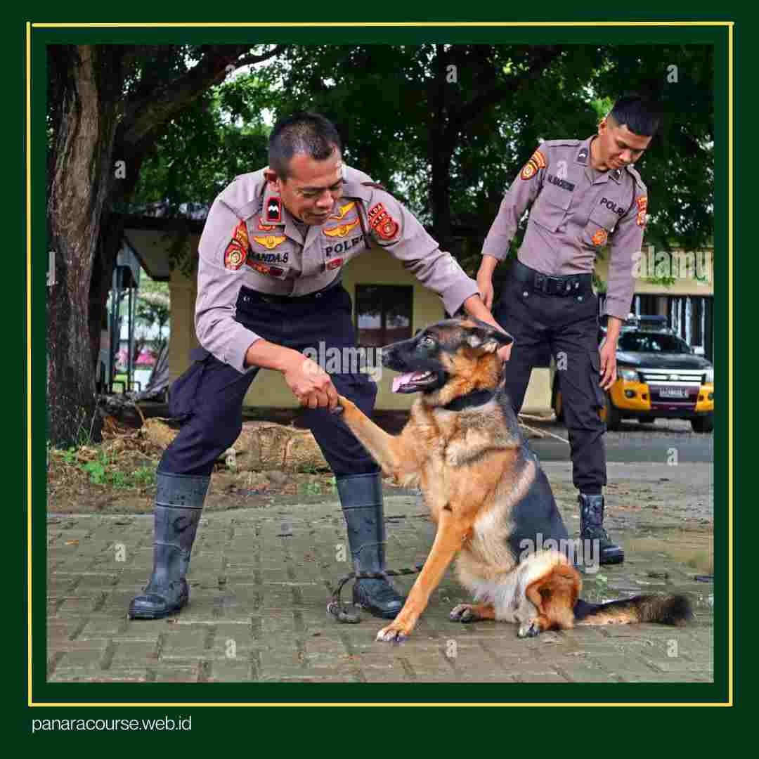Apa Itu Samapta